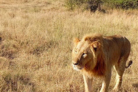 Nairobi: Amboseli National Park and Maasai Village Day Trip