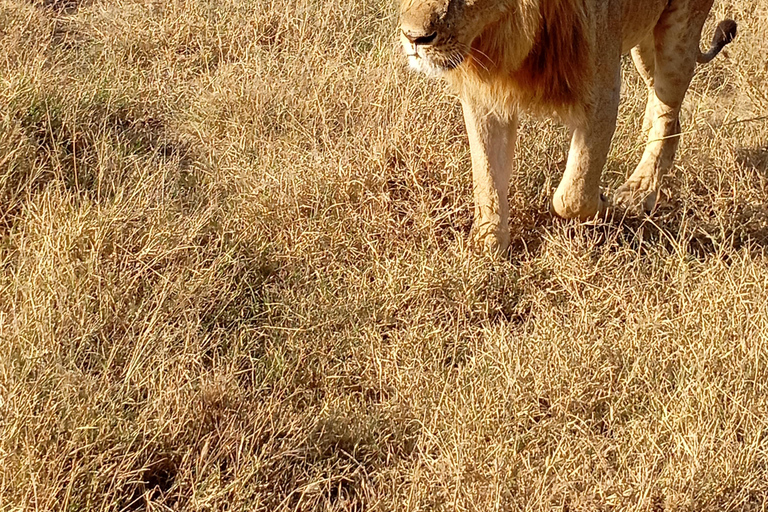 Nairobi: Amboseli National Park and Maasai Village Day Trip