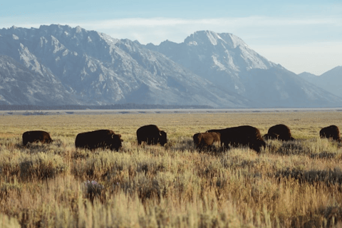 Grand Teton: Private Guided Tour (Sunset)