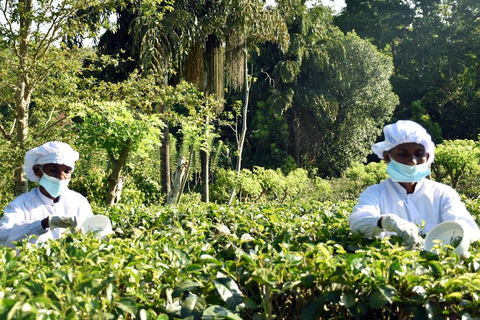Ontdek de verborgen parels van Galle en eet met localsOntdek de verborgen parels van Galle en de kunst van het lokale dineren