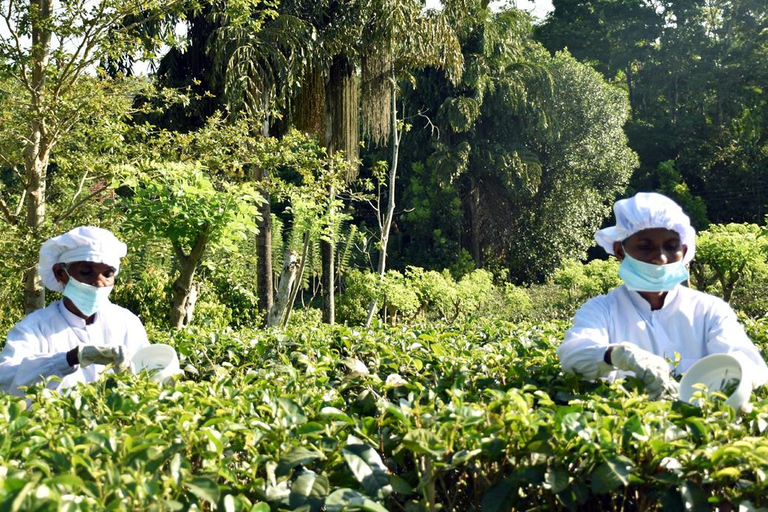 Ontdek de verborgen parels van Galle en eet met localsOntdek de verborgen parels van Galle en de kunst van het lokale dineren