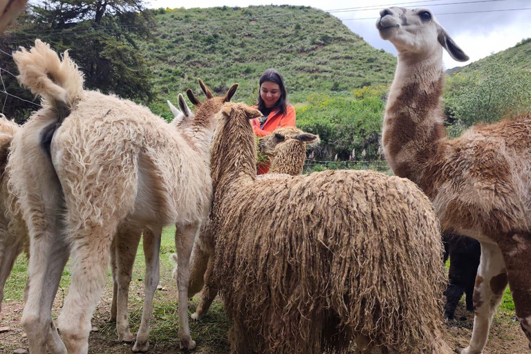 From Cusco: Sunset Llama Trek with Stargazing & Bonfire