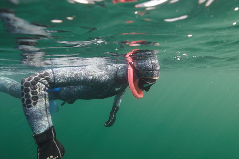 Snorkel Focas Remando Vida Salvaje Tour en barco en Vancouver