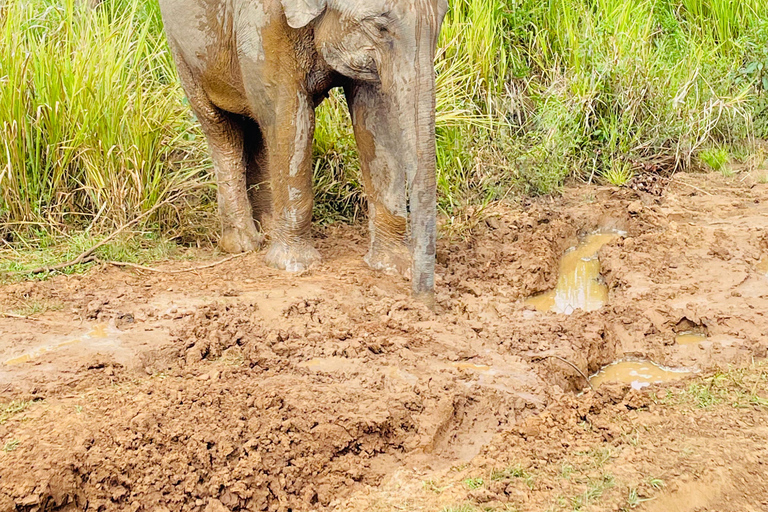 Sigiriya: Minneriya wild Jeep Safari with Free Hotel PickupMinneriya wild Jeep Safari with Free Hotel Pickup &amp; Drop-off