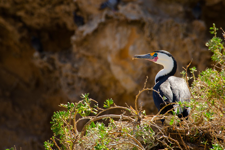 Rockingham: Shoalwater Islands, Dolphins, and Sea Lions Tour 11:15 am Departure