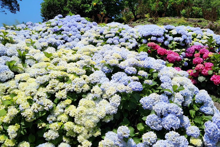 Circuit du festival Hydragea de Jeju : Itinéraire EST