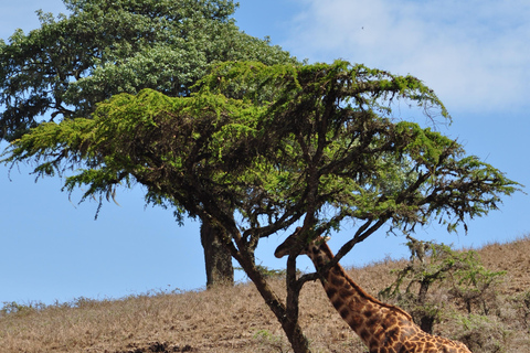 Day trip to Tarangire National Park