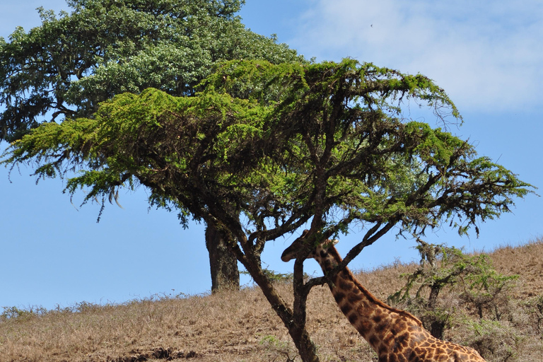 Day trip to Tarangire National Park