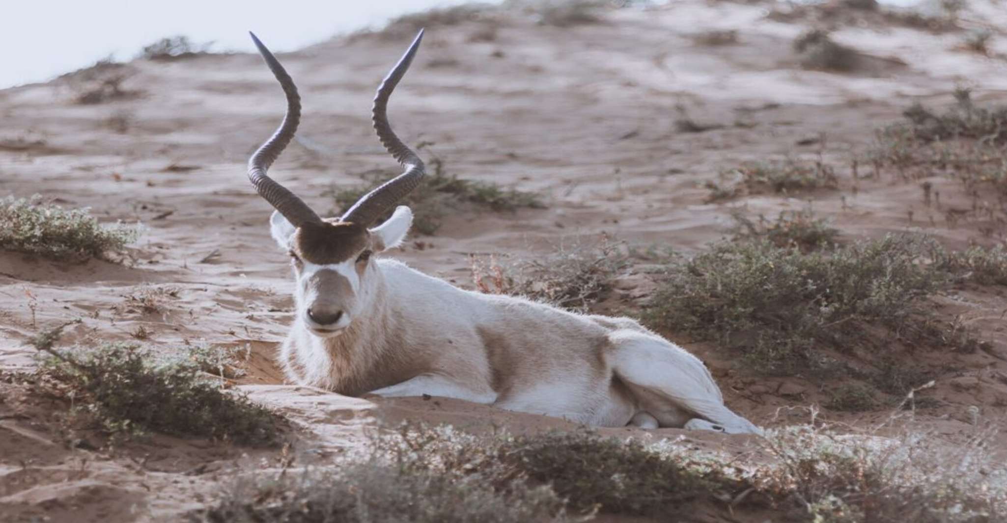 Souss-Massa National Park guided tour with Diner included - Housity