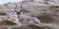 Souss-Massa National Park guided tour with Diner included - Housity
