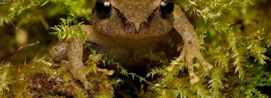 Monteverde : visite guidée de la forêt nuageuse avec photos