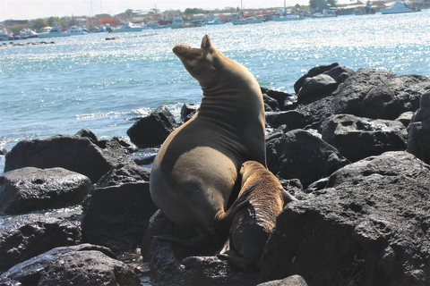 Galapagos: Tour Island Hopping 7 days - 6 nights