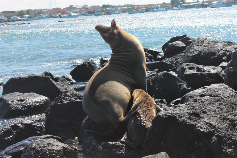 Galapagos: Tour Island Hopping 7 days - 6 nights