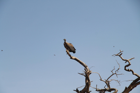 Addis Ababa: 8-Day Bale Mountains Birdwatching Tour