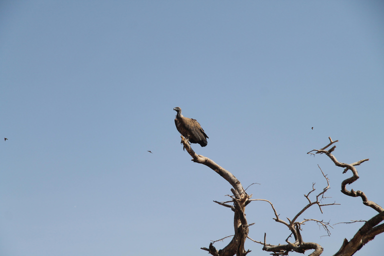 Addis Ababa: 8-Day Bale Mountains Birdwatching Tour