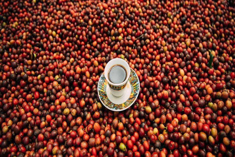 3-Day Coffee Farm & Local Culture Experience in Yirgalem