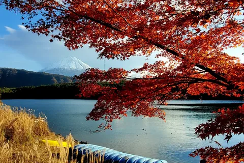 Yokohama Port: Mt. Fuji Private tour/Green License Plates