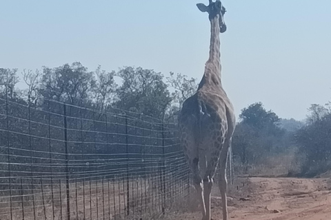 From Johannesburg: Lion & Safari Park Guided Game Drive