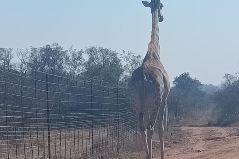 From Johannesburg: Lion & Safari Park Guided Game Drive