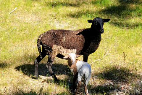 Oaxaca: Sierra Norte Hike & Indigenous Village