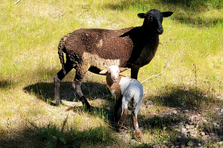 Oaxaca: Sierra Norte Hike & Indigenous Village