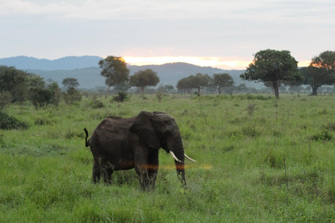 SAFARI WILDLIFE FROM ZANZIBAR TO MIKUMI 3 DAYS 2 NIGTHS