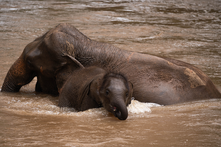 Chiang Mai: Elefantreservat, Long Neck &amp; Sticky WaterfallPrivat tur med upphämtning från hotell