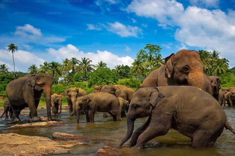 Sri Lanka: 12-tägige Abenteuertour durch die Landschaft