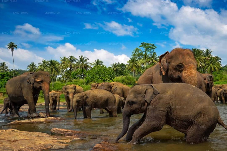 Dagtour Kandy en Nuwara Eliya