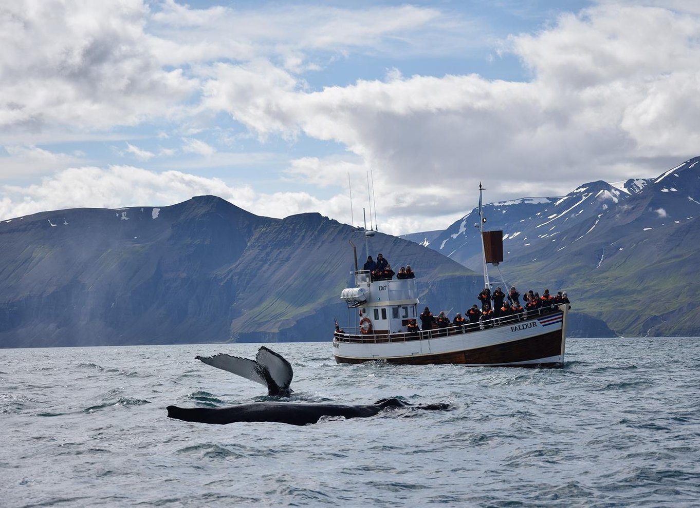 Fra Húsavík: Traditionel hvalsafari-tur