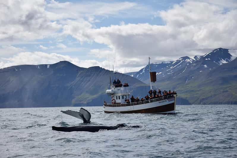 From Húsavík: Traditional Whale Watching Tour | GetYourGuide