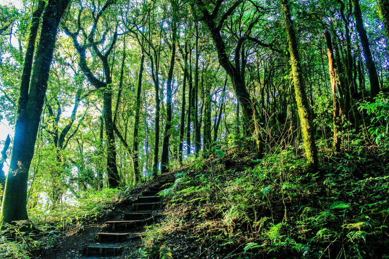 Chiang Mai: Doi Inthanon, watervallen en stamdorpentour