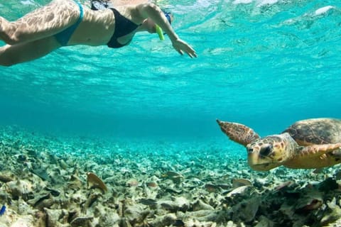 From Cancún: Discover Akumal and Tulum and swim with turtles