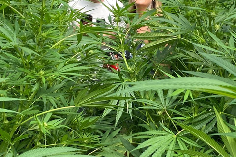 Private Medellín Cannabis Culture Tour with Lunch & Tasting