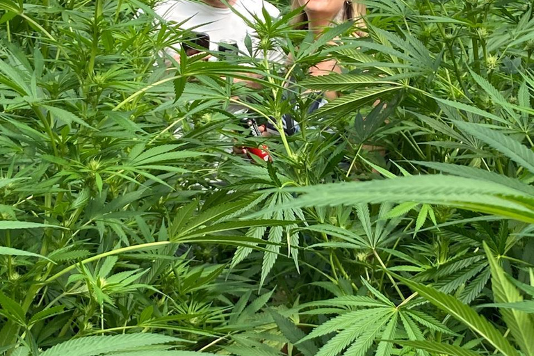 Private Medellín Cannabis Culture Tour with Lunch & Tasting