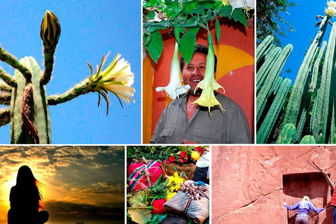 Wachuma (San Pedro) and Ayahuasca Retreat 4D - Private VIP