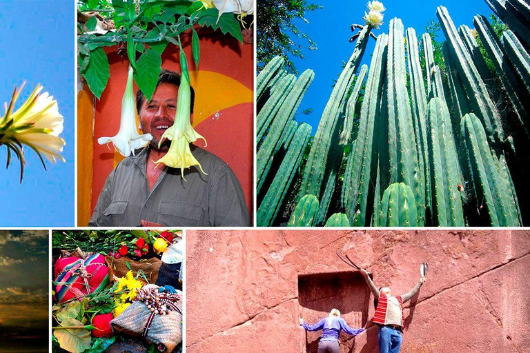 Wachuma (San Pedro) and Ayahuasca Retreat 4D - Private VIP