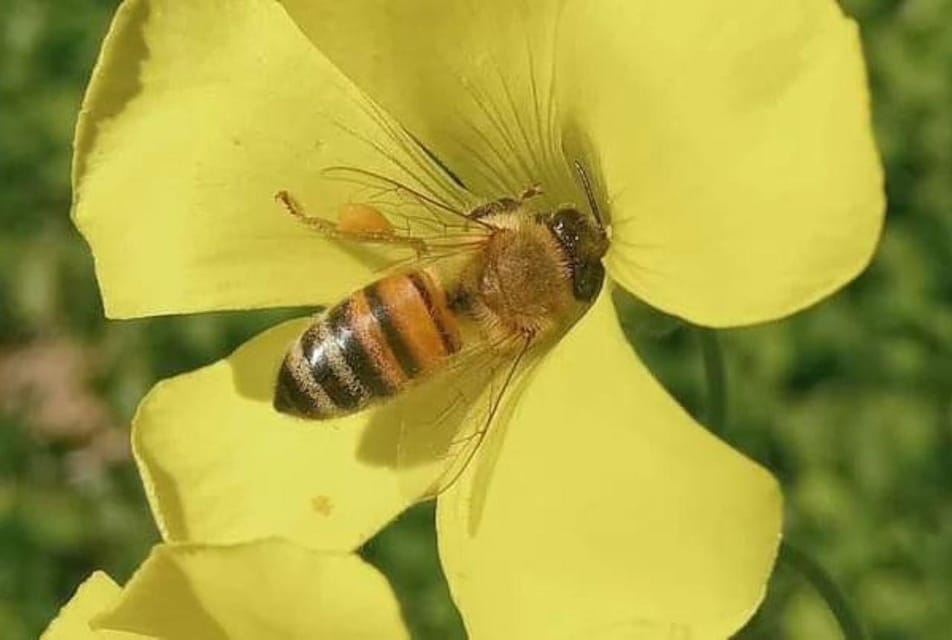 Oristano, Discover the Products of the Beehive - Housity