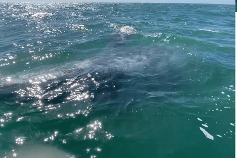 Whale Watching in La Paz – Gray Whale Encounter