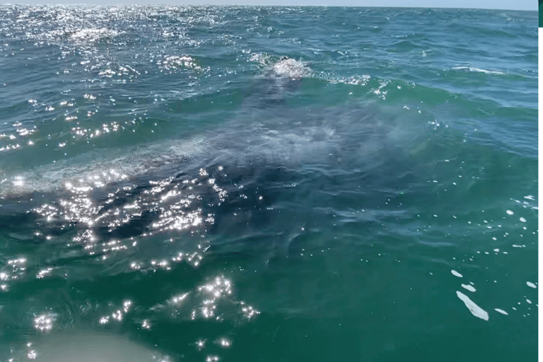 Whale Watching in La Paz – Gray Whale Encounter
