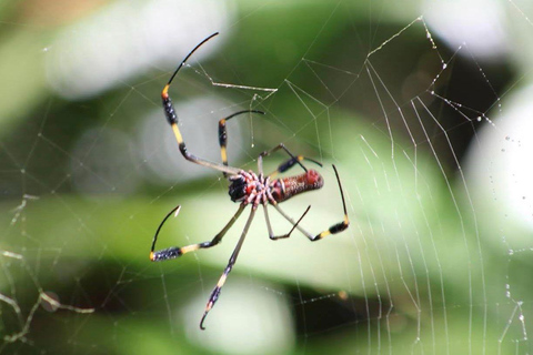 From San José: Tortuguero National Park Day Trip & Boat Tour