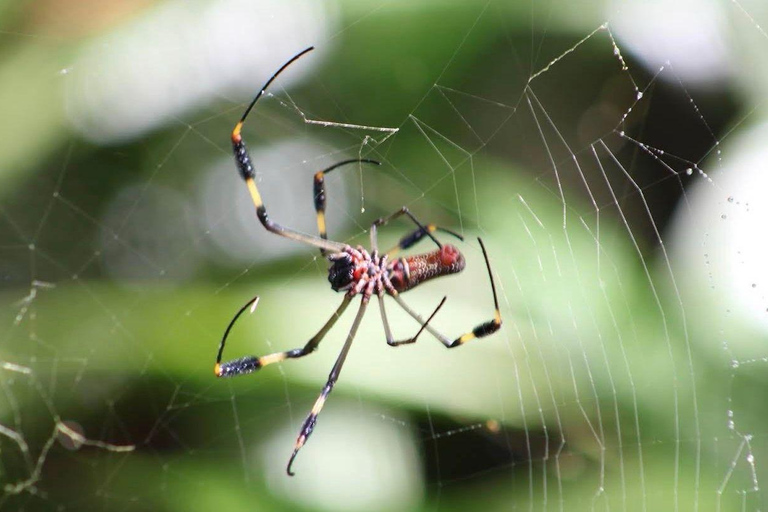 From San José: Tortuguero National Park Day Trip & Boat Tour