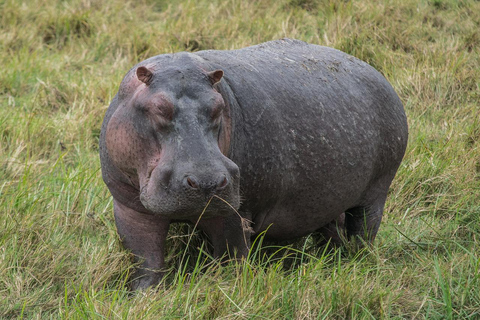 Safari Privado en Camping de 8 Días y 7 Noches por Kenia y Tanzania