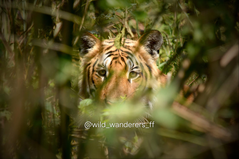 Chitwan: CANOEING & BIRDWATCHING & JEEP SAFARI