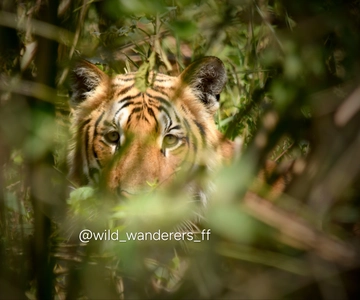 Chitwan: Full-Day Safari Canoeing and Jungle Walk and Jeep