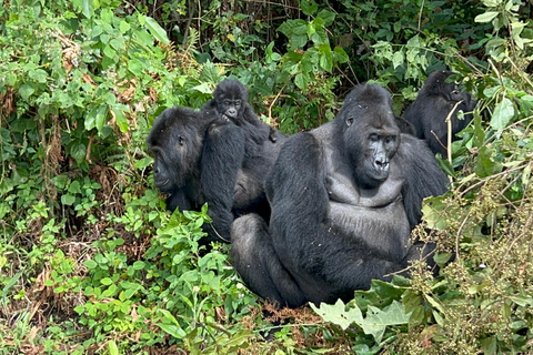 3-dagars spårning av låglandsgorilla i Kongo (DRC) från Rwanda