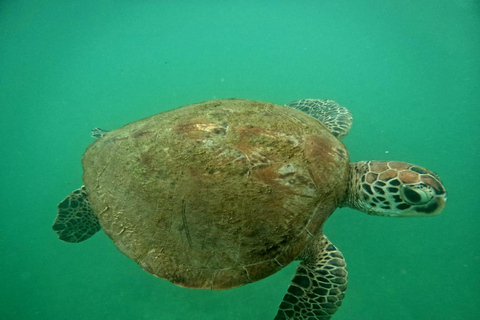 Mirissa: Private Snorkeling Tour with Guide & Hotel Pickup