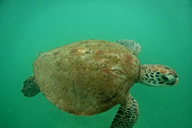 Mirissa: Private Snorkeling Tour with Guide & Hotel Pickup
