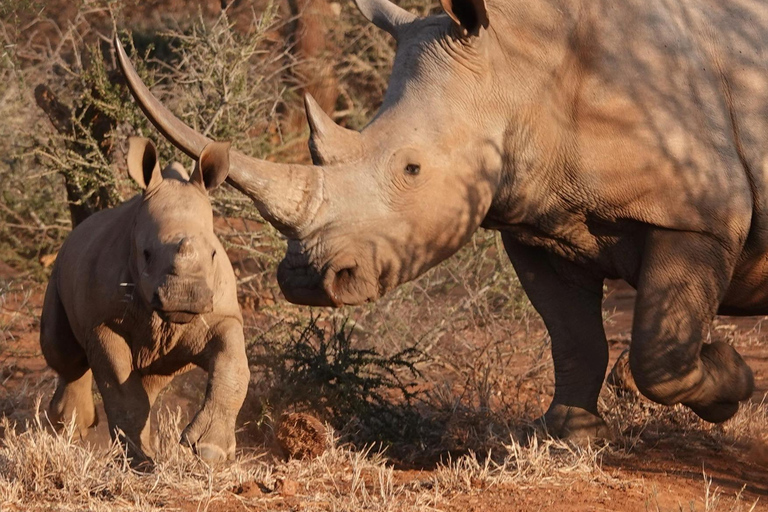 Pilanesberg Safari and Sun City Full Day Tour Private Tour Rate