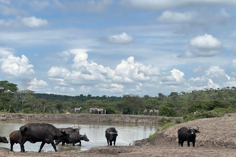Entebbe: Nationaal Park Lake Mburo, Equator Tour &amp; Rondvaart